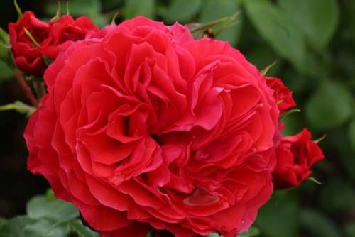 Acen Castle Holland Rose Day Rose Red