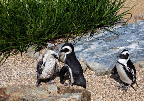 African Penguin Penguin Penguin On Beach