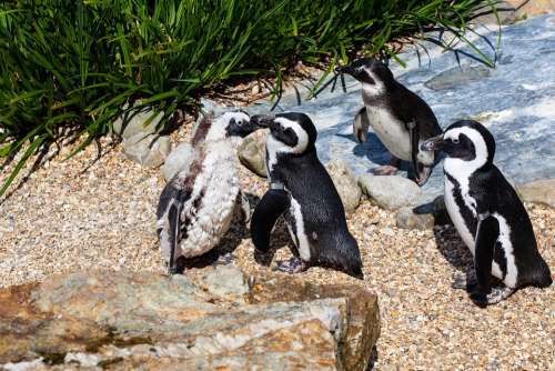 African Penguin Penguin Penguin On Beach