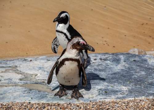 African Penguin Penguin Penguin On Beach