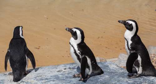 African Penguin Penguin Penguin On Beach