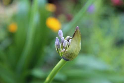 Agapanthus Agapanthus Button Flower Flowering