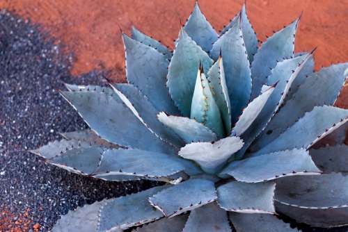 Agave Plant Cactus Succulent Green Aloe Mexico