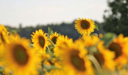 Agriculture Sunflowers Bloom Flower Plant Yellow