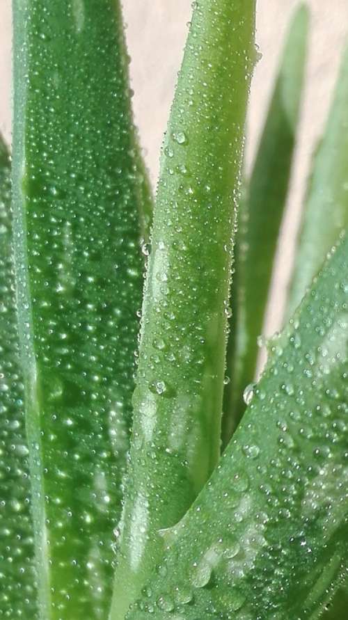 Aloe Vera Plant Green
