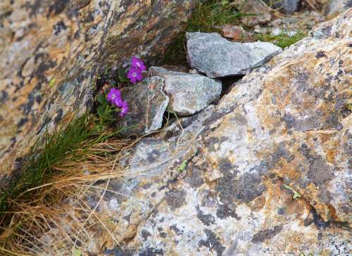 Alpine Flower Stone Nature Blossom Bloom Flowers