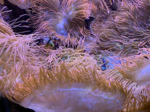 Anemone Fish Ocean Underwater Aquarium Coral Nemo