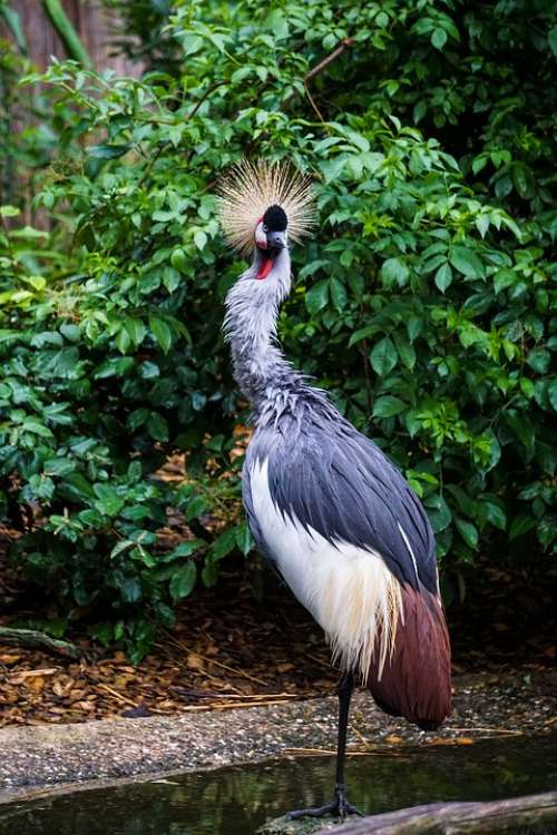 Animal Zoo Grey Crowned Crane Nature Animal World