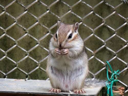 Animal Squirrel Chipmunk Diet Sunflower Seeds