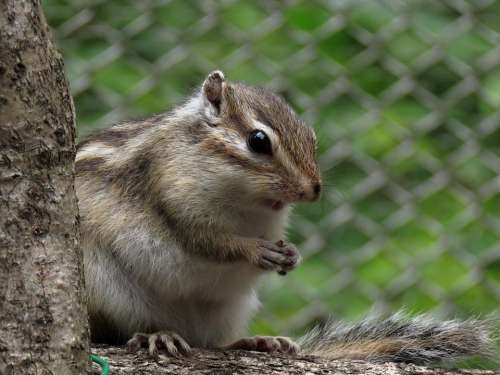 Animal Squirrel Chipmunk Cute Green Natural Park