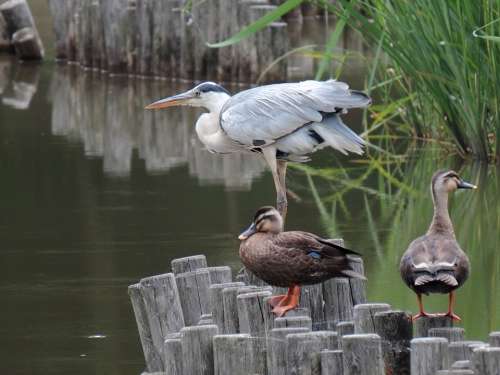 Animal Pond Water Waterweed Bird Wild Birds