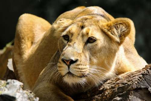 Animal Predator Lion Big Cat Carnivores Africa