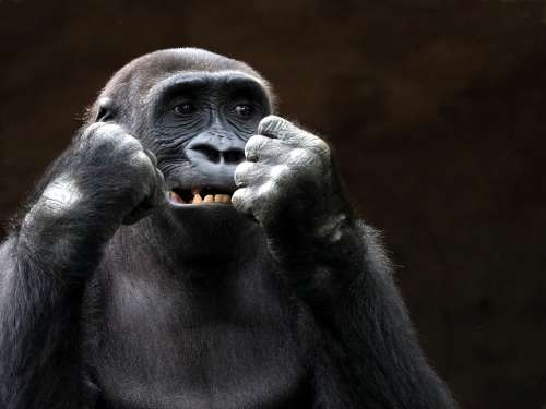 Animal Monkey Gorilla Black Fists Fist Eye Teeth