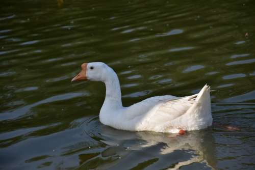 Animal Goose Feather Lake Water