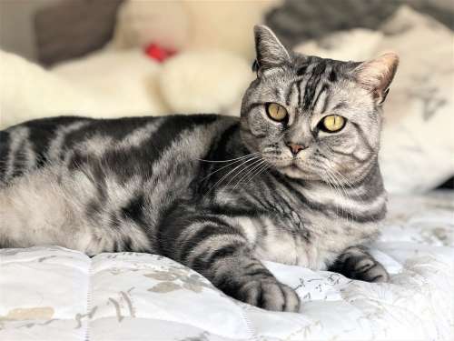 Animal Bed Blanket British Cat Closeup Comfort