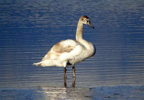 Animal Seabird Wildlife Seaside Bird