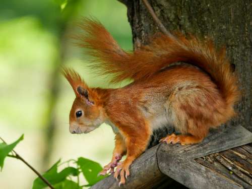 Animal World Squirrel Rodent Foraging Attention