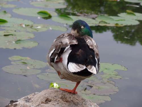Animals Ducks Ponds And Cotton Swamps
