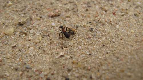 Ant Macro Nature Insect Close Up Sand