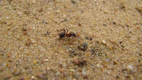 Ant Macro Nature Insect Close Up Sand