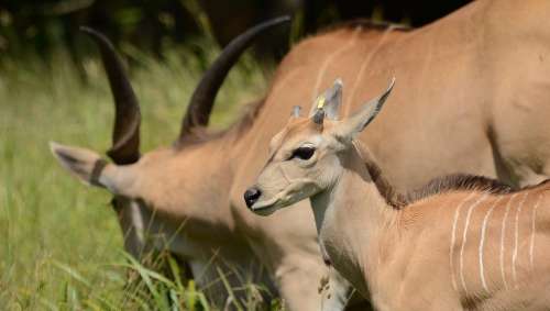 Antelope Young Adult Grazing Animal Wild