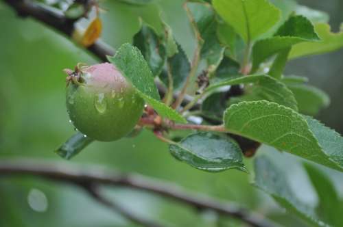Apple Fruit Food Branch Natural Agriculture Juicy
