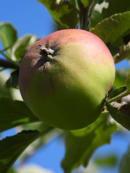 Apple Jabłonka Fruit Garden Nature Closeup Plant