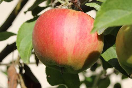 Apple Elstar Fruit Red Fresh Delicious