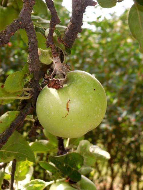 Apple Tree Apple Fetus Summer Immature Fruit