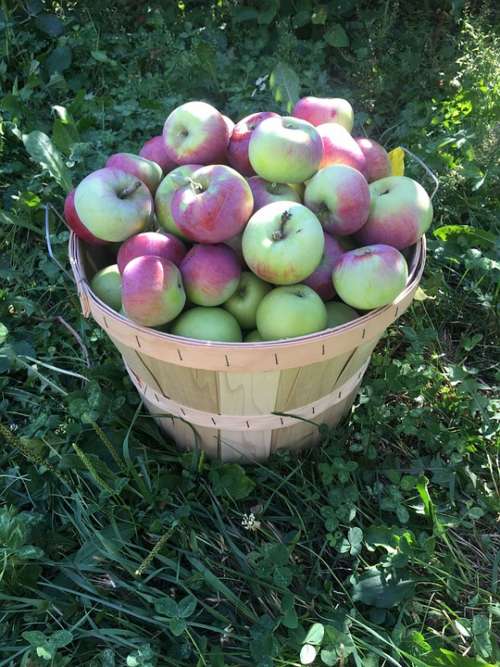 Apples Apple Picking Orchard Apple Farm Nature