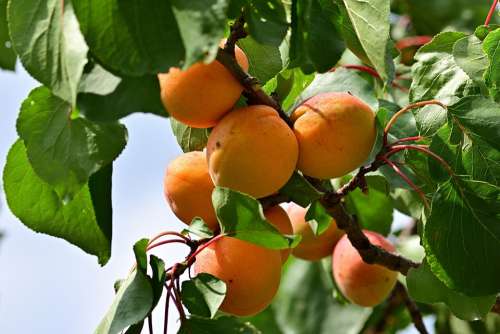 Apricot Garden Delicious Summer Apricot Tree