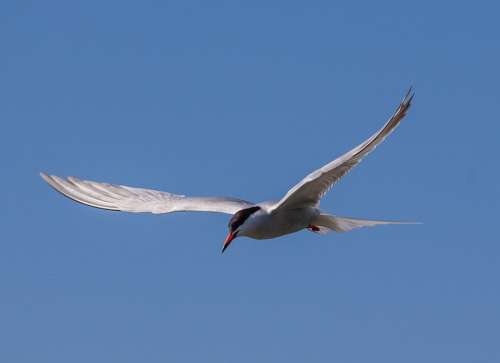 Arctic Tern Sea Swallow Sea Bird Fishing Bird