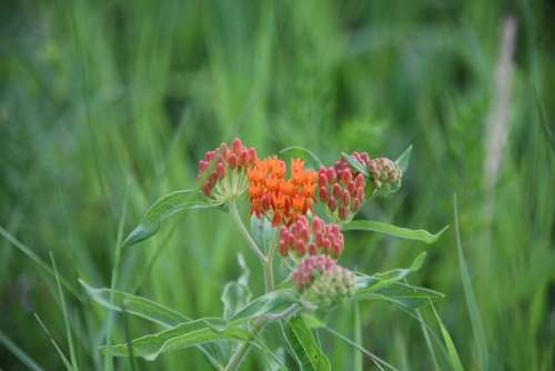 Asclepias Butterfly Weed Plant Bloom Flower