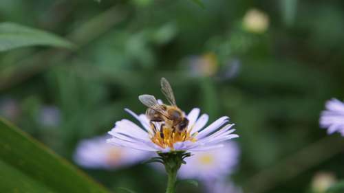 Aster Astra Astra Chamomile Bee Flower Blossom