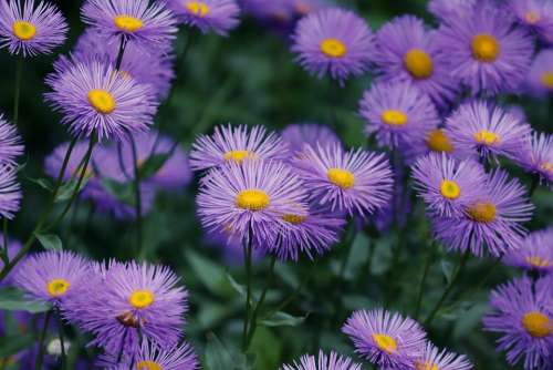 Asters Aster Tongolensis Violet Purple Flowers