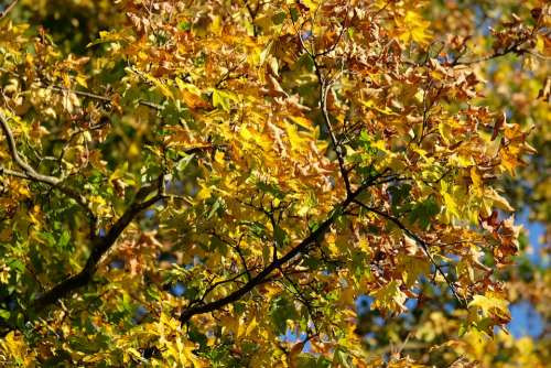 Autumn Tree Nature Leaves