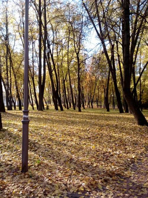 Autumn Park Nature Leaves Landscape Season
