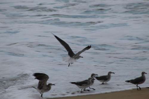 Ave Birds Beach Plumage Flying Flight Summer