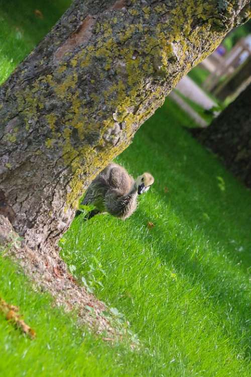 Baby Goose Nature Bird Gosling Geese Cute Chicks