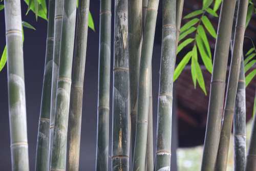 Bamboo Art Reunion Solid