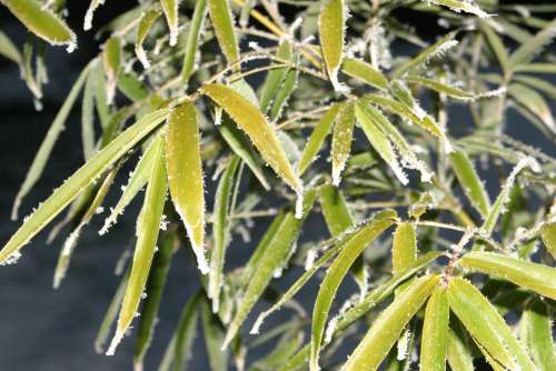 Bamboo Frozen Ice Hoarfrost Frost Cold Winter