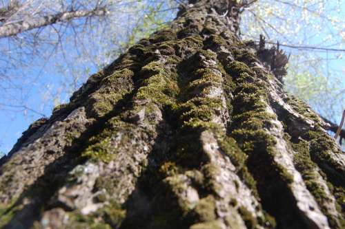Bark Tree Nature Moss Trunk