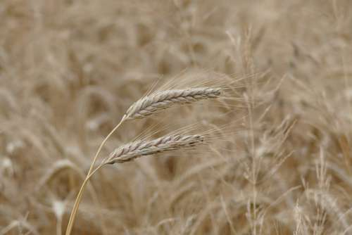 Barley Cereals Grain Cornfield Barley Field