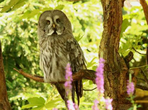 Bart Owl Owl Bird Nature Eyes Feather Wisdom