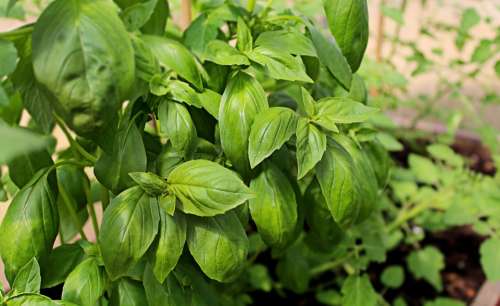 Basil Greenhouse Nursery Plant Garden Food Herb