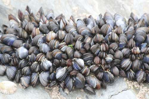 Beach Cockles Mussels Seaside Marine Rock