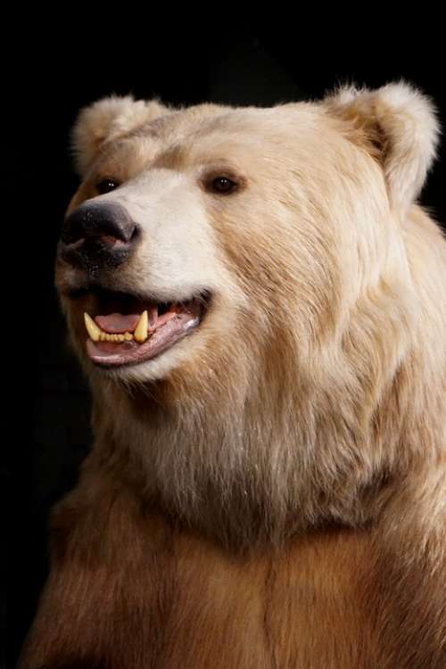 Bear Close Up Animal Carnivores Predator Dangerous