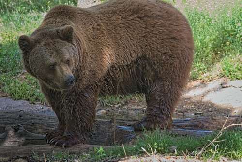 Bear Animal Nature Brown Bear Dangerous Predator