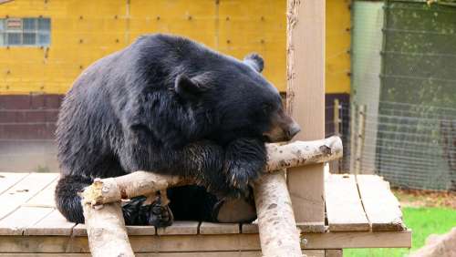 Bear Animal Mammals Animal Park Tired