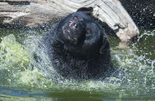 Bear Black Bear Bath Fun Water Bathing Animal